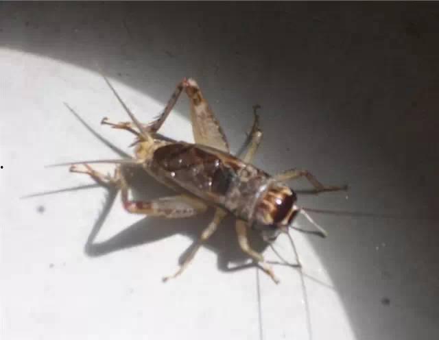 捉蛐蛐视频,夏日乡村童趣再现