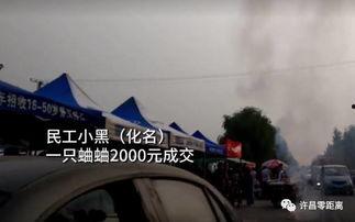 捉蛐蛐视频,夏日乡村童趣再现