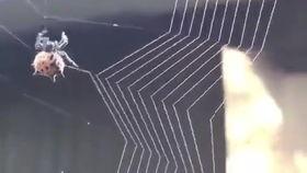 蜘蛛织网视频,自然界的精密工程展示