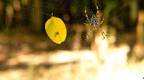 蜘蛛织网视频,自然界的精密工程展示