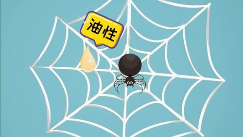 蜘蛛织网视频,自然界的精密工程展示