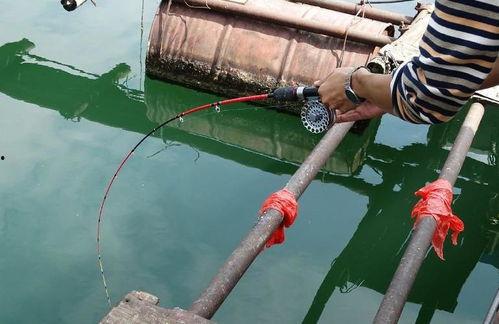 筏竿钓鱼视频,视频教学带你轻松掌握垂钓乐趣