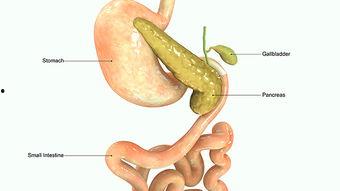 消化视频,视频揭秘人体消化系统工作原理