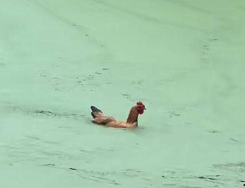 鸡游泳视频,欢乐瞬间捕捉