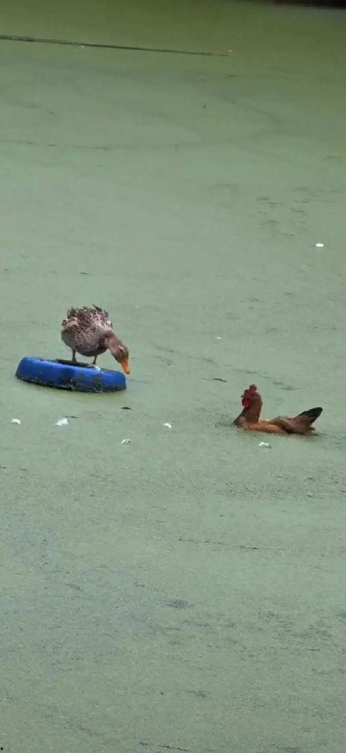 鸡游泳视频,欢乐瞬间捕捉