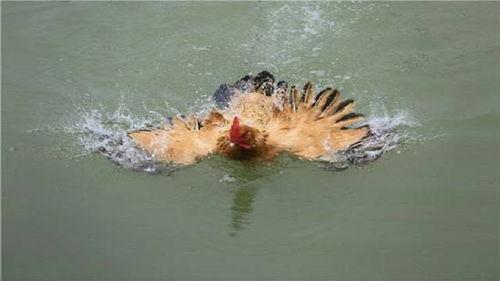 鸡游泳视频,欢乐瞬间捕捉