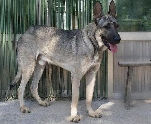 狼青犬视频,勇猛忠诚的守护者风采