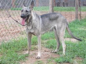 狼青犬视频,勇猛忠诚的守护者风采