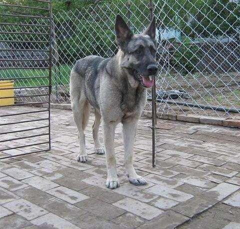 狼青犬视频,勇猛忠诚的守护者风采