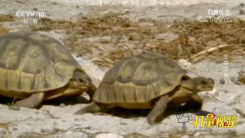 乌龟打架视频