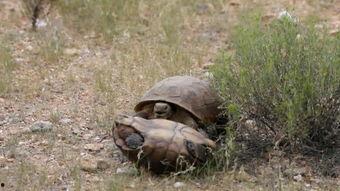 乌龟打架视频