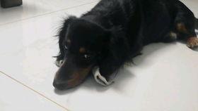 腊肠犬视频,视频记录温馨日常