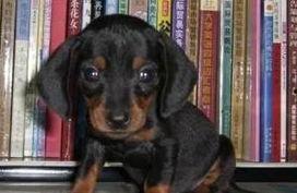 腊肠犬视频,视频记录温馨日常