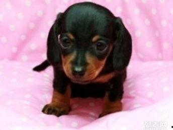 腊肠犬视频,视频记录温馨日常