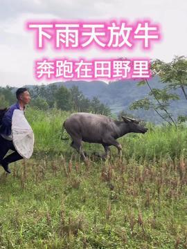 放牛视频,田园牧场的悠闲时光