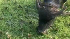 放牛视频,田园牧场的悠闲时光