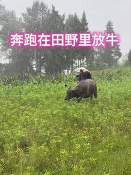 放牛视频,田园牧场的悠闲时光