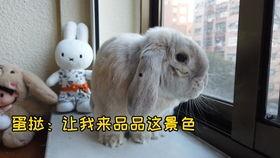 垂耳兔视频