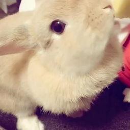 垂耳兔视频