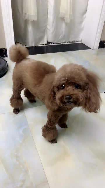 狗说话视频,揭秘神奇视频背后的真实故事