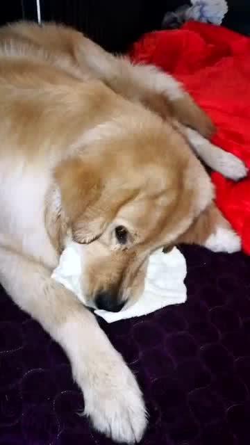 狗说话视频,揭秘神奇视频背后的真实故事