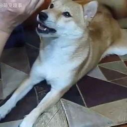 狗说话视频,揭秘神奇视频背后的真实故事