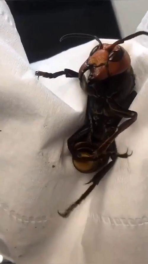 马蜂蜇人视频,高清视频记录惊险一幕