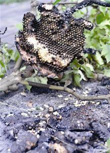 马蜂蜇人视频,高清视频记录惊险一幕