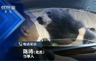 动物伤人视频,揭秘动物伤人事件的背后真相