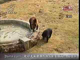 动物伤人视频,揭秘动物伤人事件的背后真相