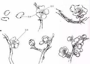 梅花怎么画视频,从零开始，轻松掌握梅花绘制技巧