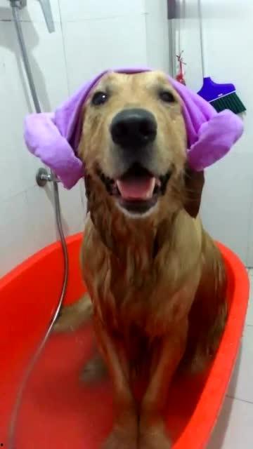 狗洗澡视频,狗狗洗澡全过程大揭秘