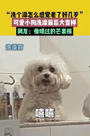 狗洗澡视频,狗狗洗澡全过程大揭秘