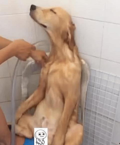 狗洗澡视频,狗狗洗澡全过程大揭秘