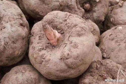 魔芋 视频,神奇食材的神奇功效与食用方法揭秘